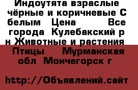 Индоутята взраслые чёрные и коричневые С белым › Цена ­ 450 - Все города, Кулебакский р-н Животные и растения » Птицы   . Мурманская обл.,Мончегорск г.